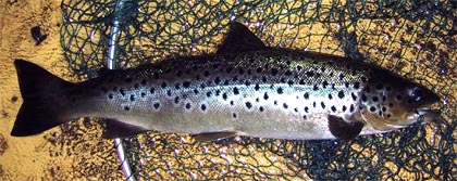 Brown trout